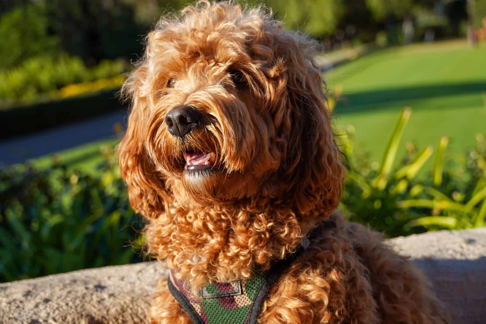 Cavapoo dog resting in the sun at the park