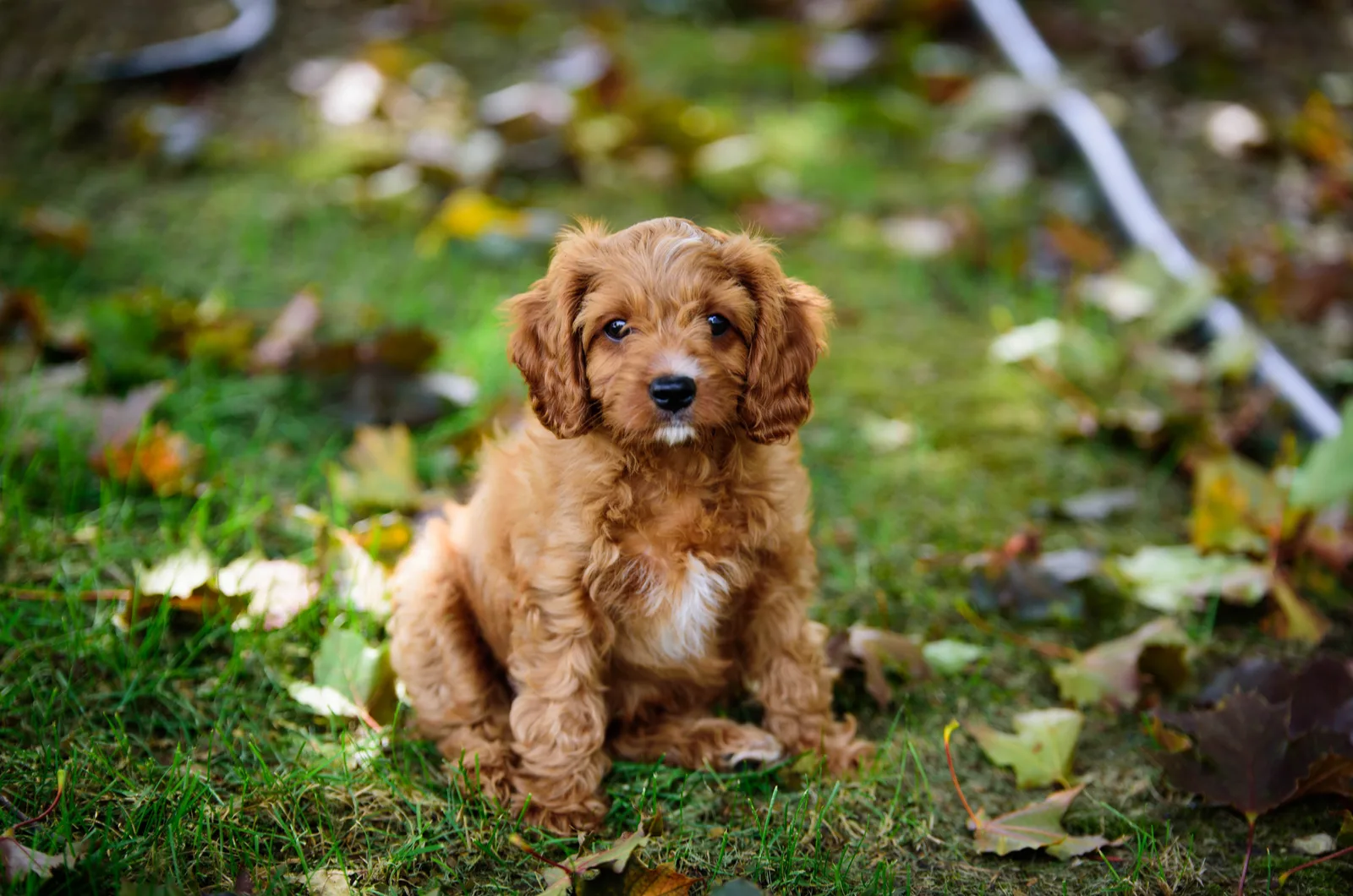 Cavapoo ouppy sits in the green grass