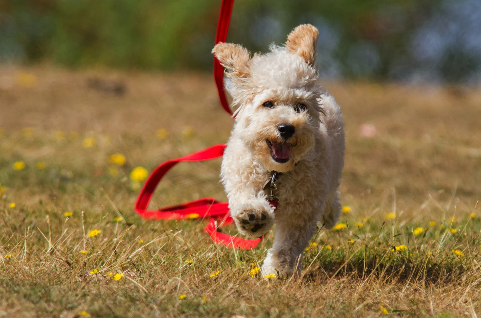 Cavapoo puppy runs across the field