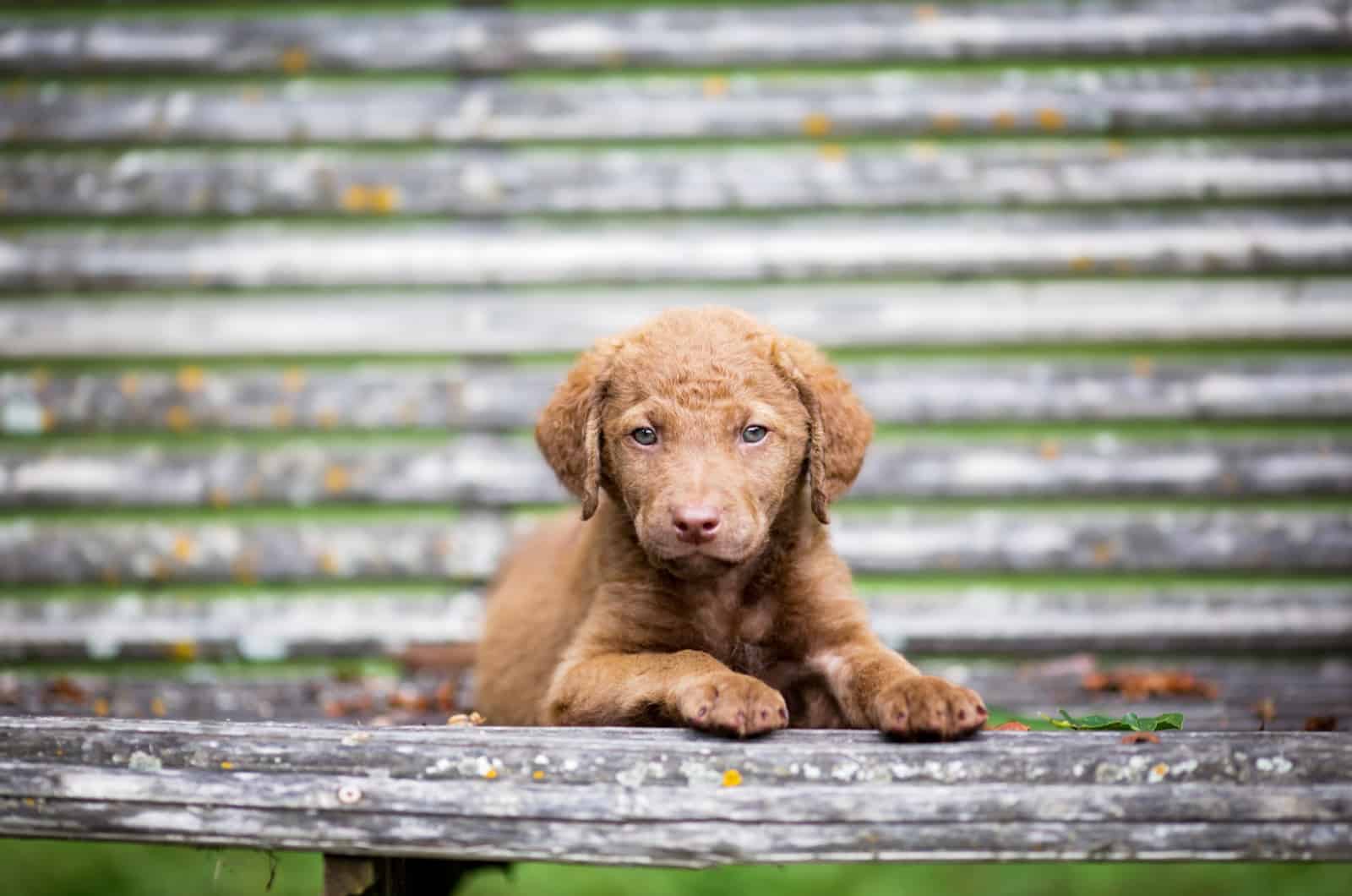 Chesapeake Bay Retrievers puppy lies on a wooden bench
