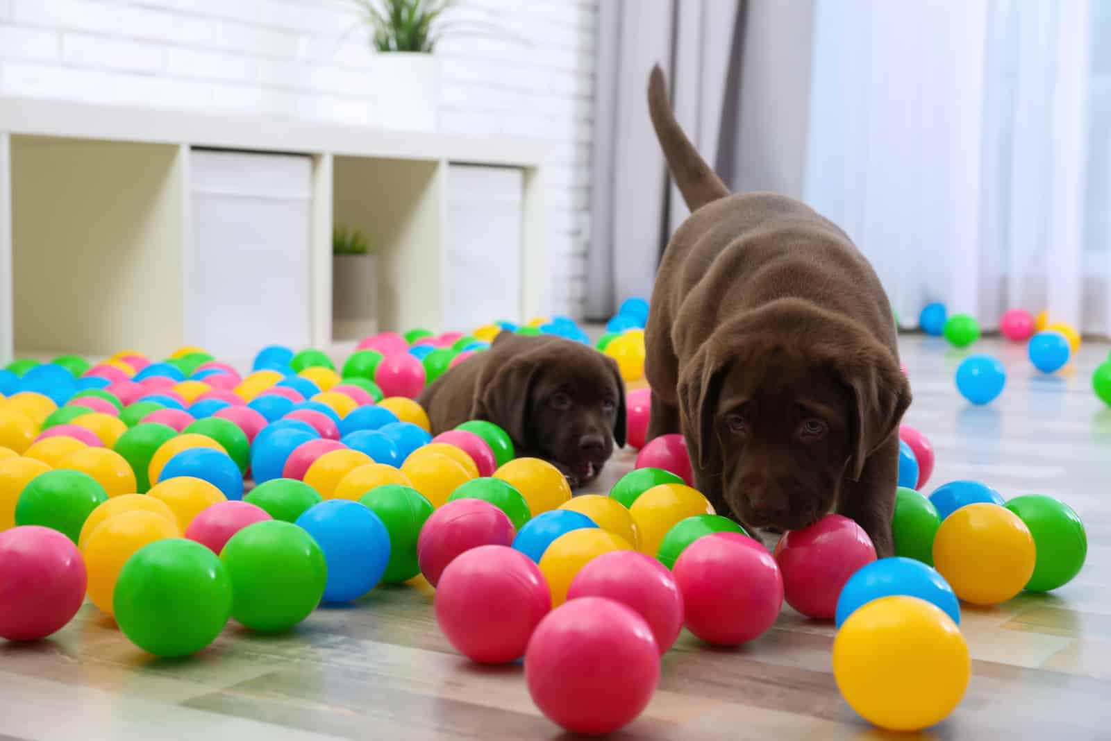 Chocolate Labrador Retriever puppies playing with colorful balls indoors