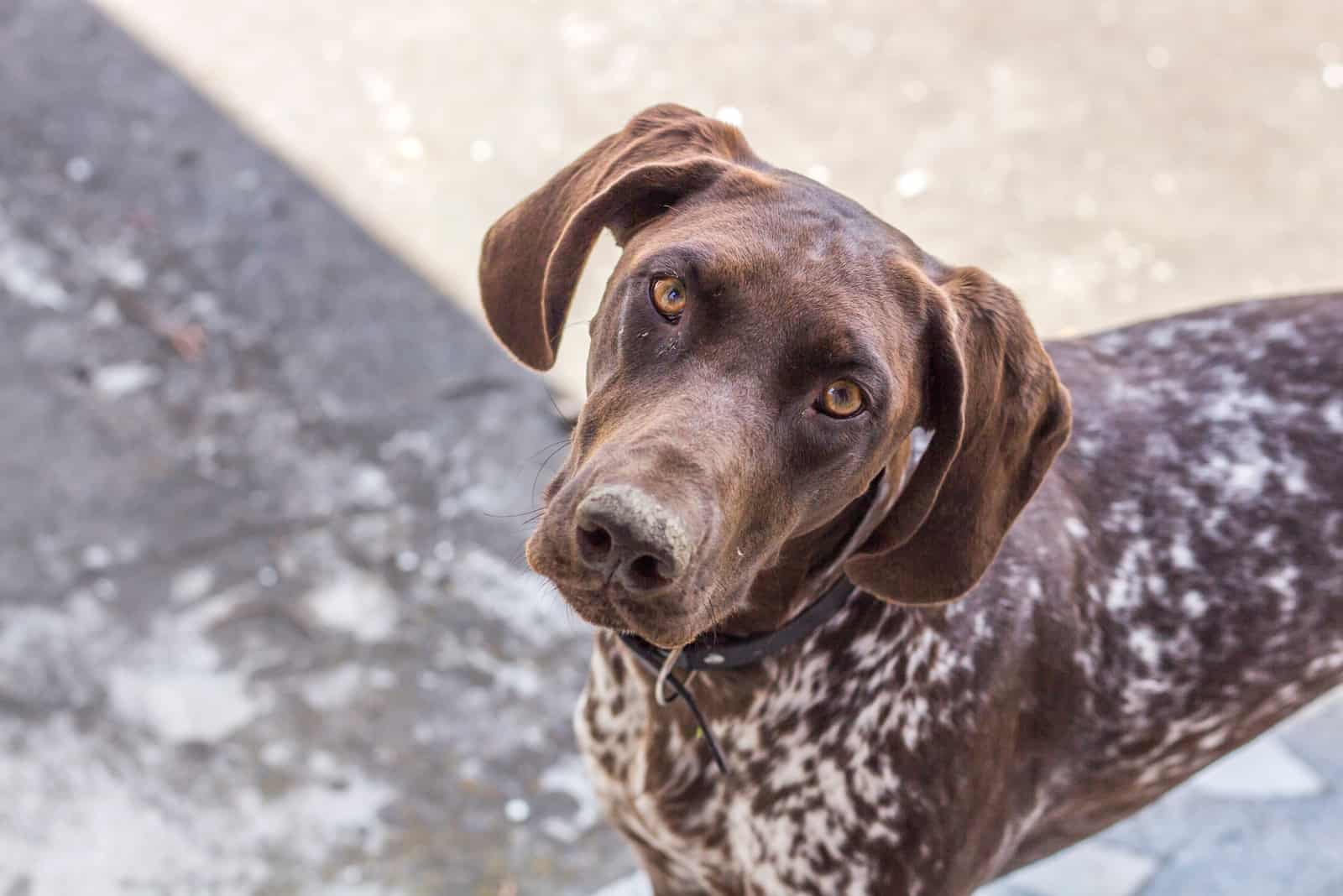 Closeup of German Shorthair Pointer looking at the camera