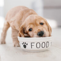 cocker spaniel puppy eating