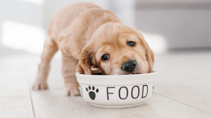 Cocker Spaniel Feeding Chart: A Guide To Cocker’s Nutrition