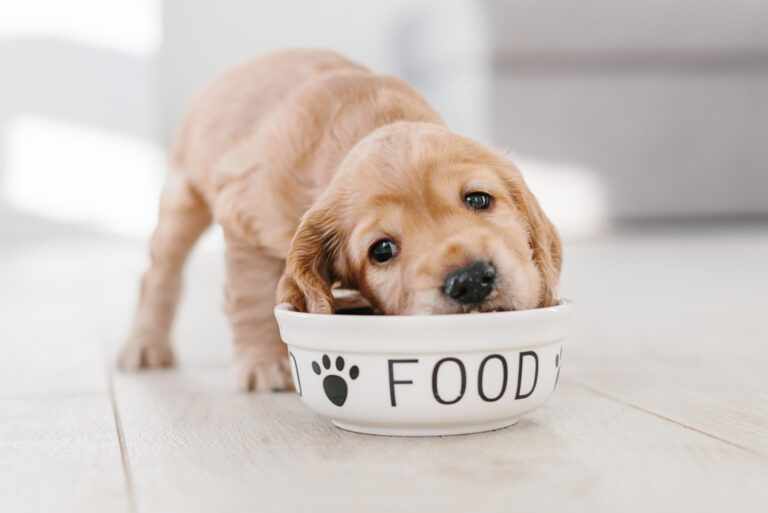 cocker spaniel puppy eating