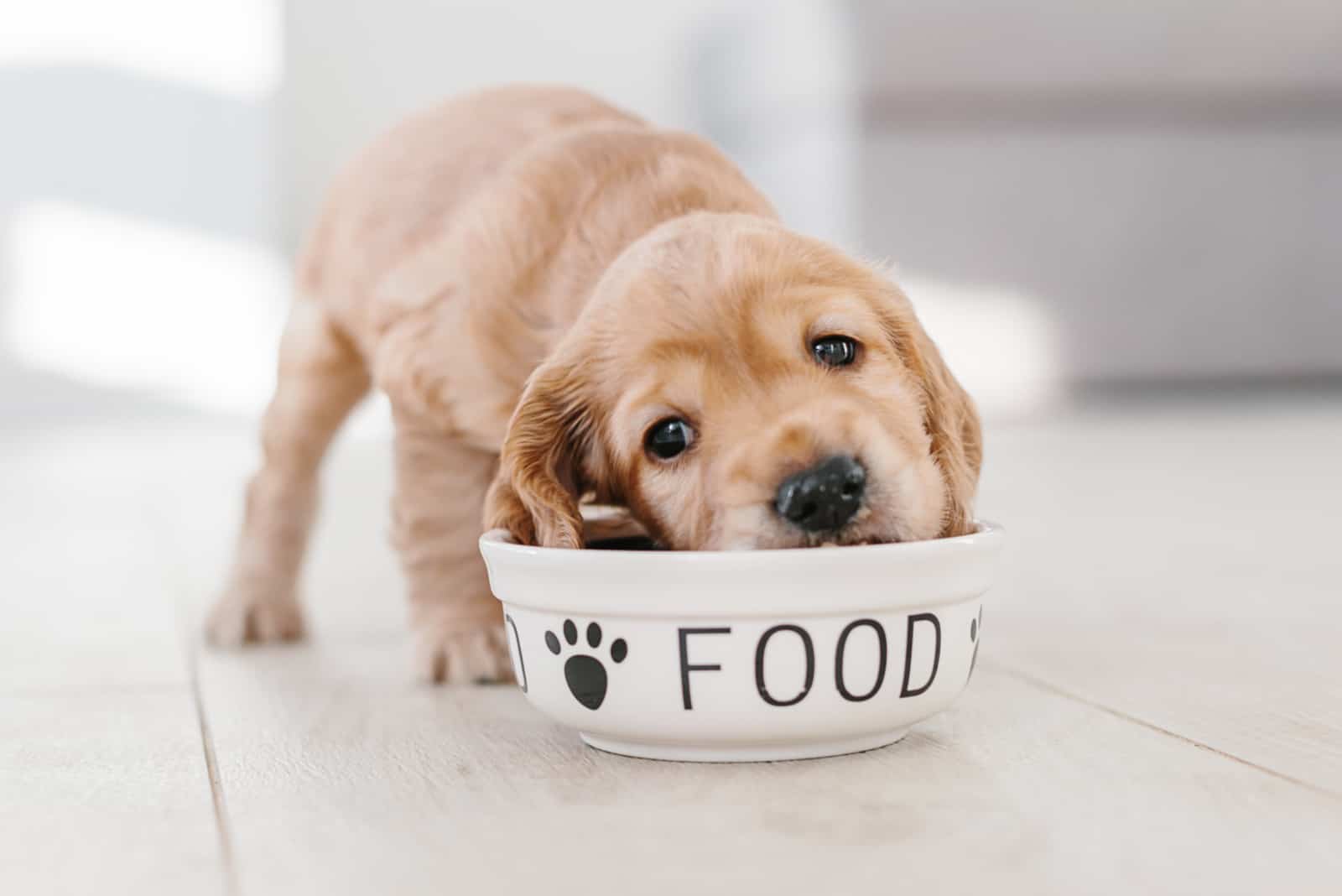 Cocker Spaniel Feeding Chart A Guide To Cocker s Nutrition cocker-spaniel-feeding-chart-a-guide-to-cocker-s-nutrition