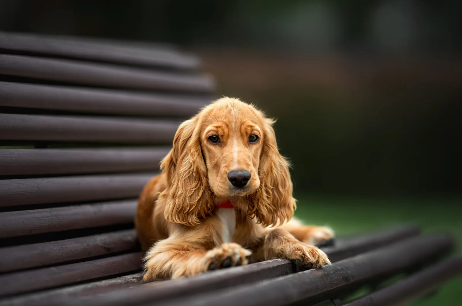 Cocker Spaniels is lying on the bench