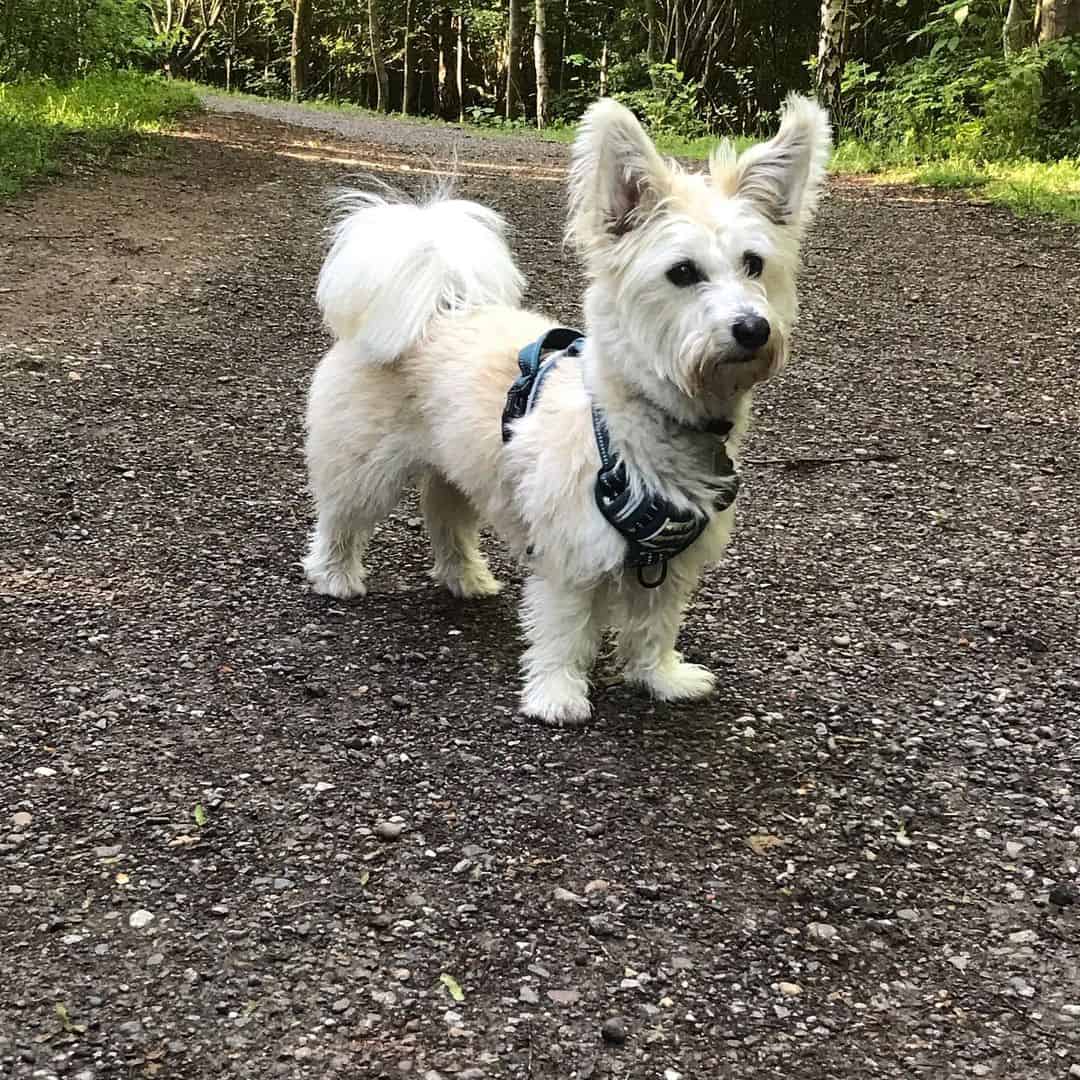 Corgi Bichon