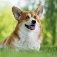 welsh corgi in the grass