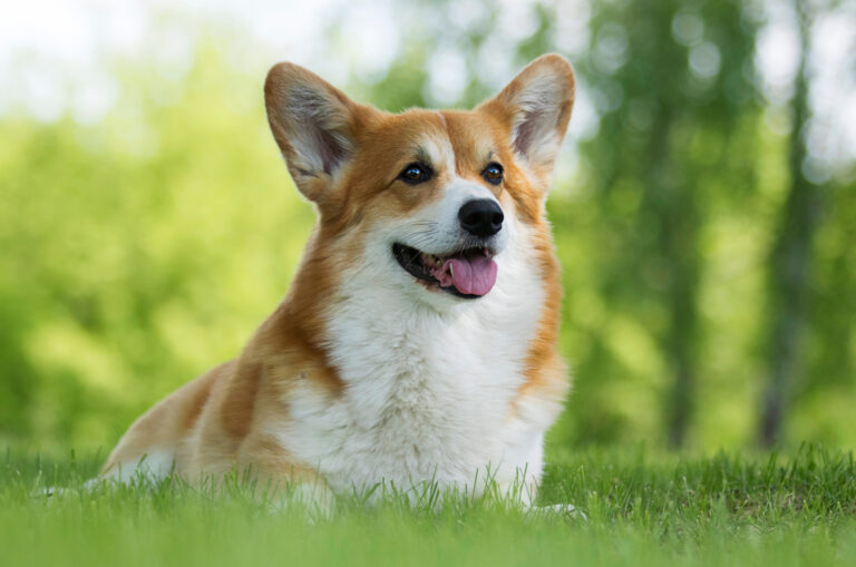 welsh corgi in the grass