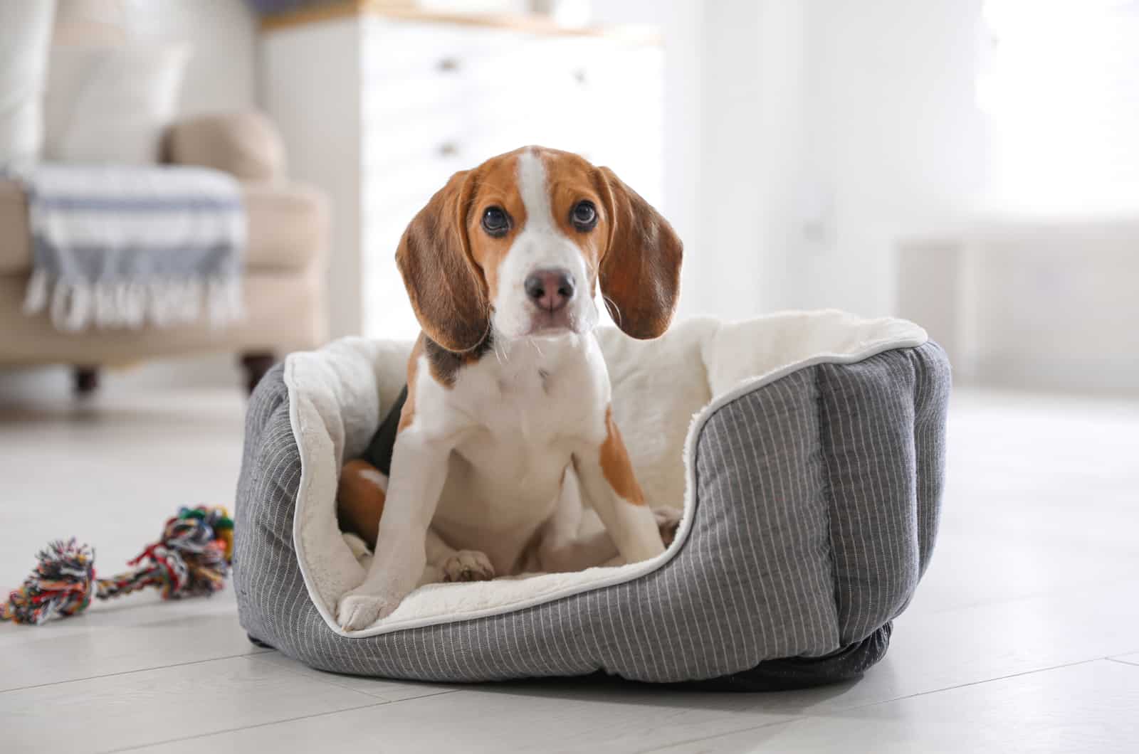 Cute Beagle puppy in dog bed at home