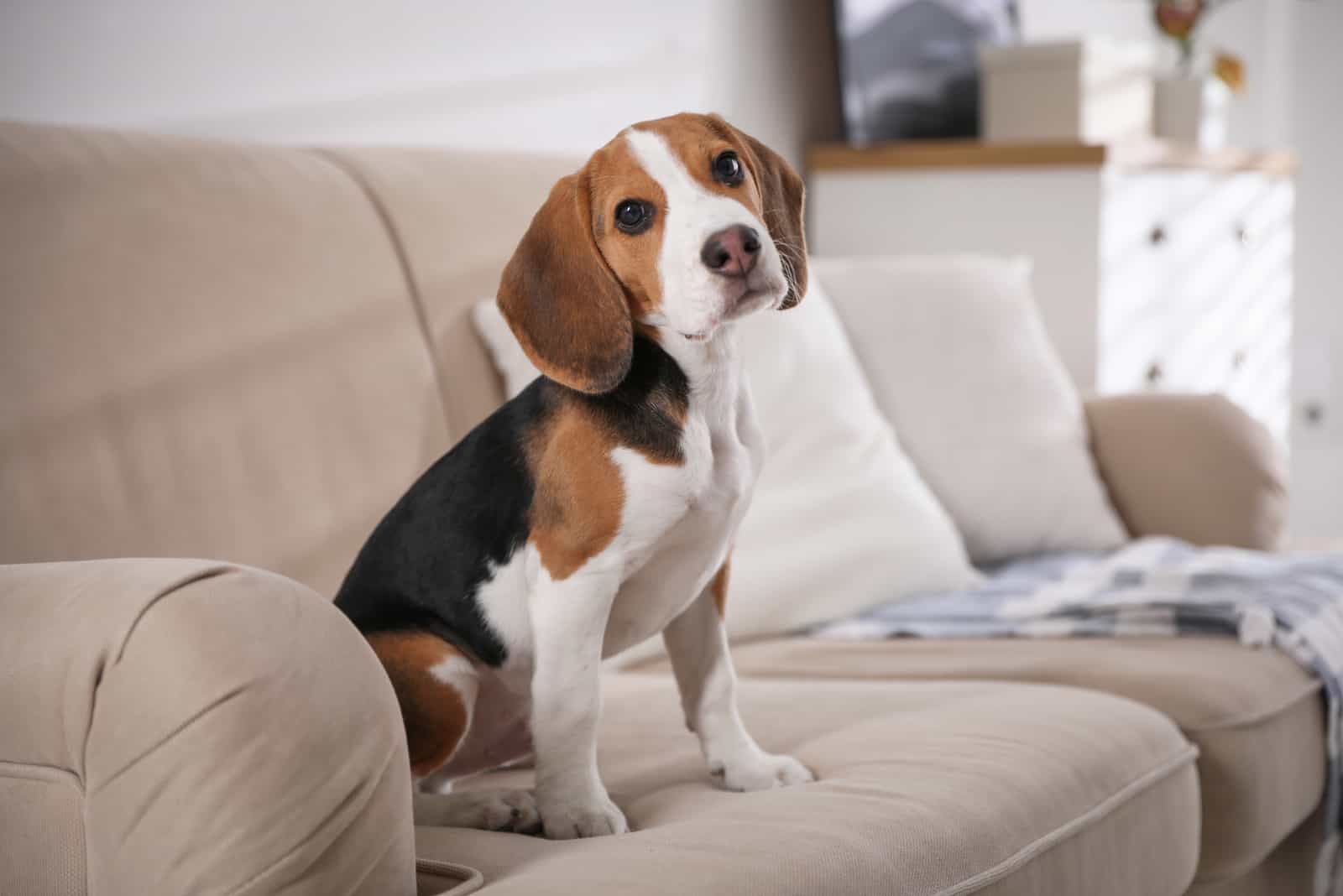 Cute Beagle puppy on sofa indoors