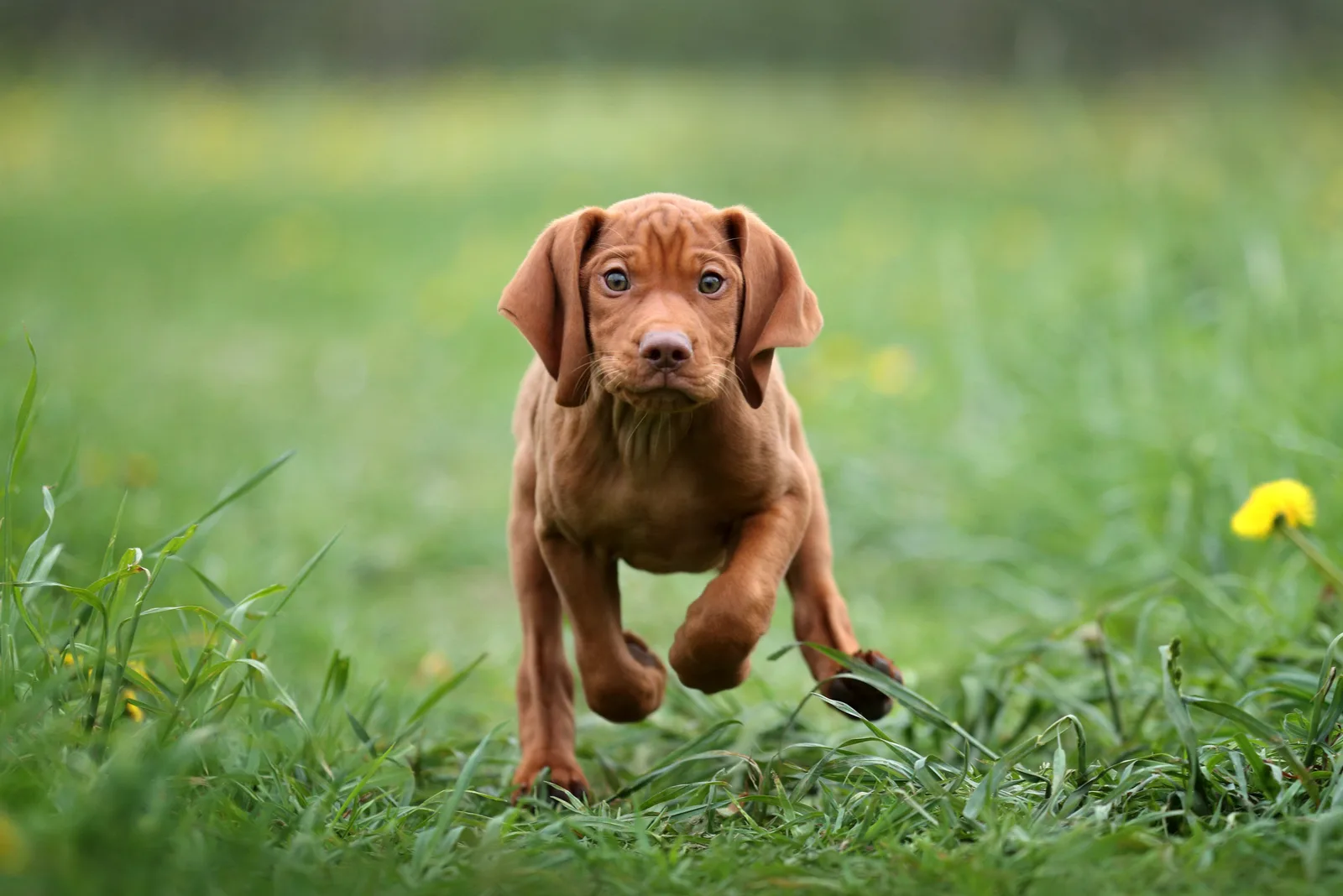 Cute Puppy Vizsla running
