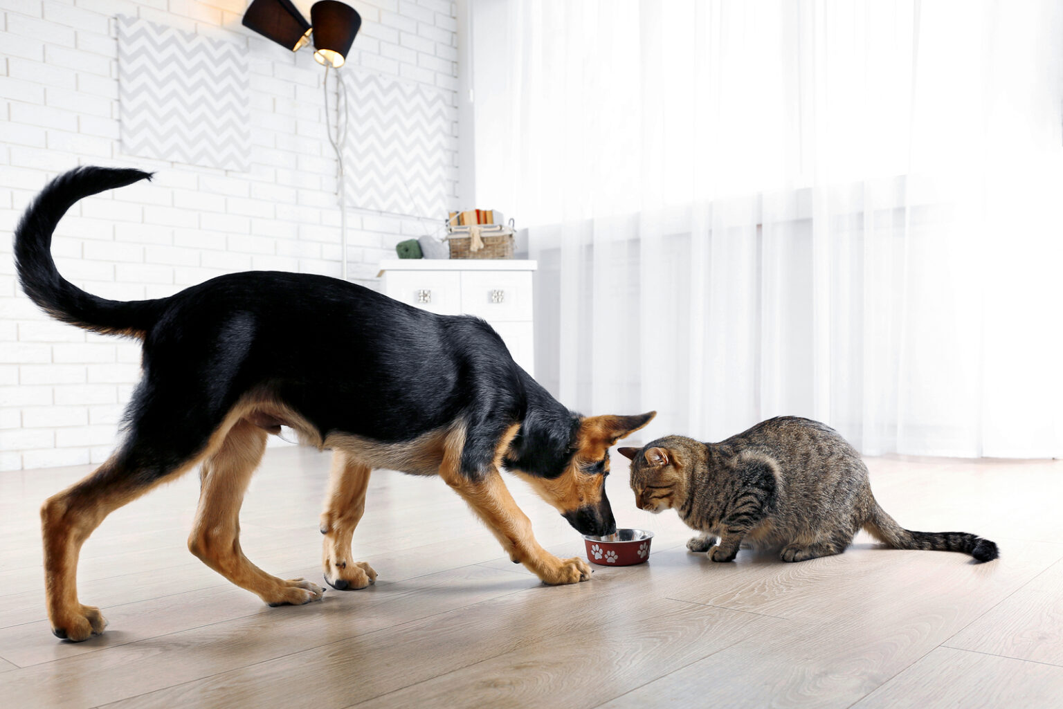 Helpful Tricks For How To Stop Dog From Eating Cat Food