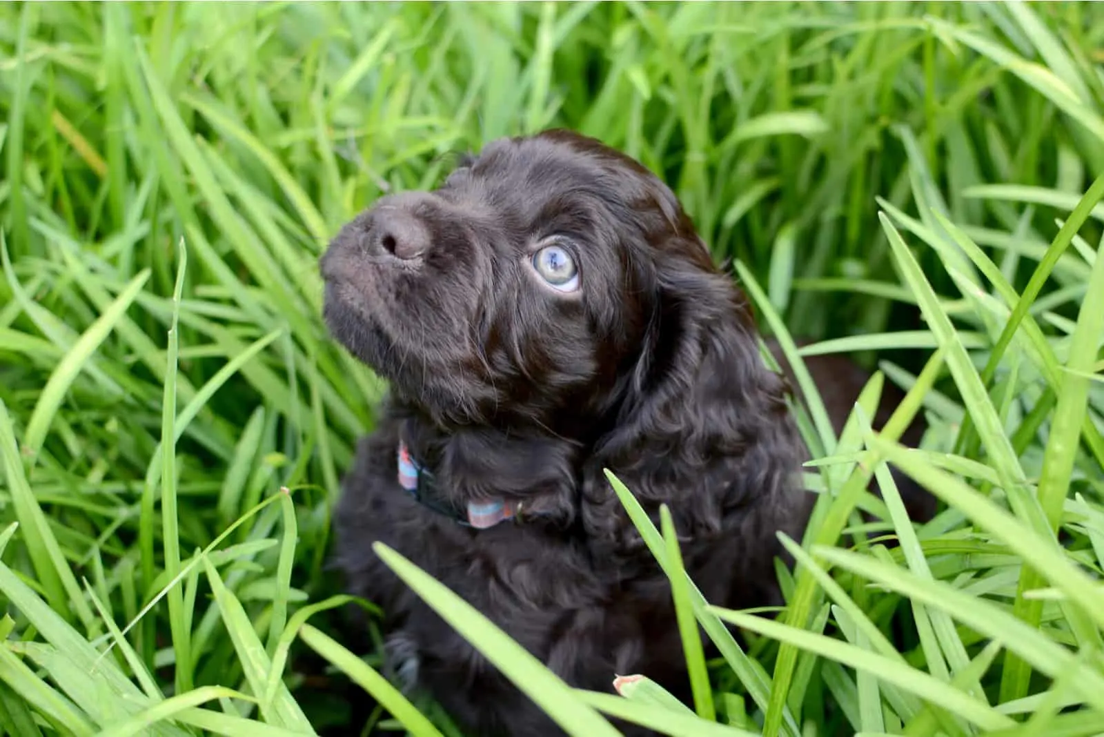 Cute hopeful spaniel puppy sitting in the grass
