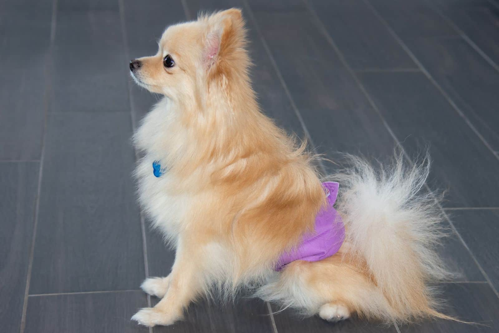 Cute male Pomeranian dog in pee diaper secured