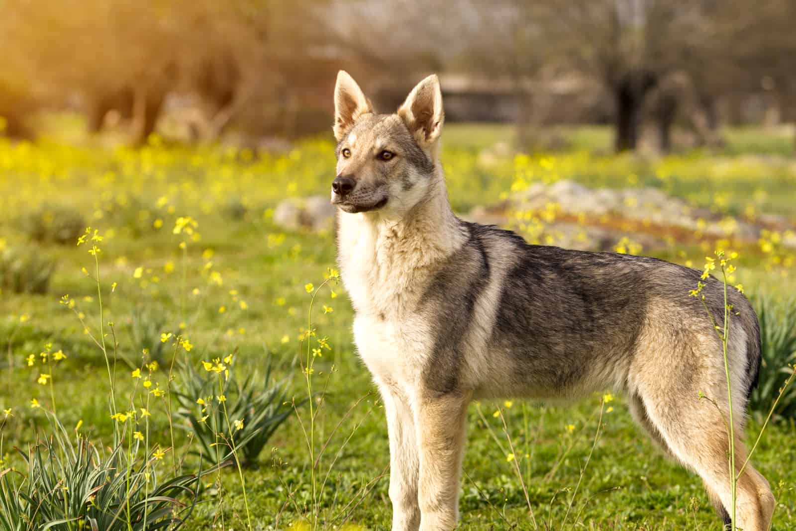 Czechoslovakian Wolfdog