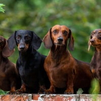 dachshund dogs