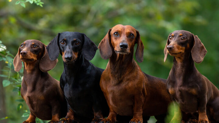 Dachshund Breeders In Texas: Top 9 Places To Get A Pet From