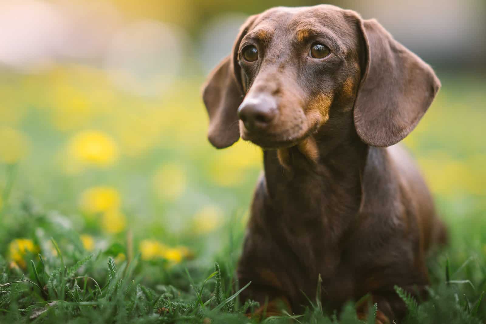 Dachshund lies in the grass and rests