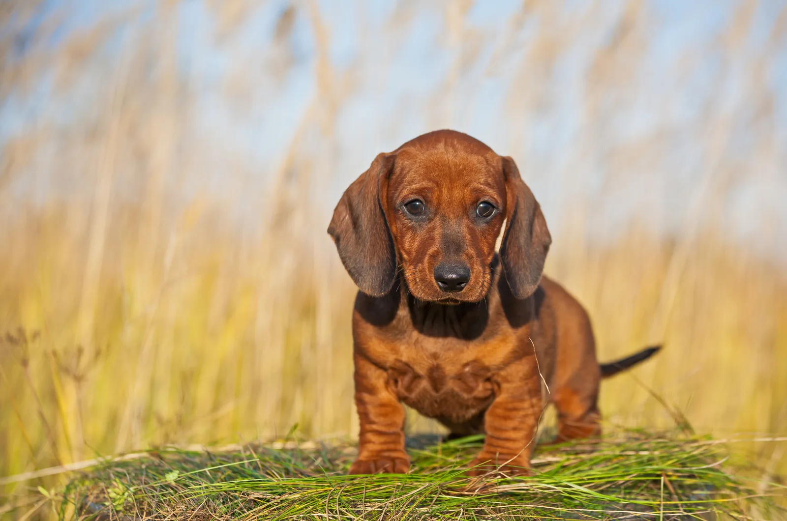 Dachshund puppies stands and looks at the camera