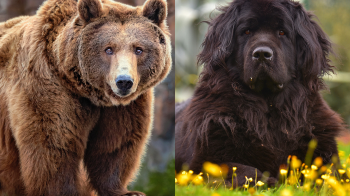 Decoding: Are Bears Related To Dogs? Plus 10 Bearlike Dogs