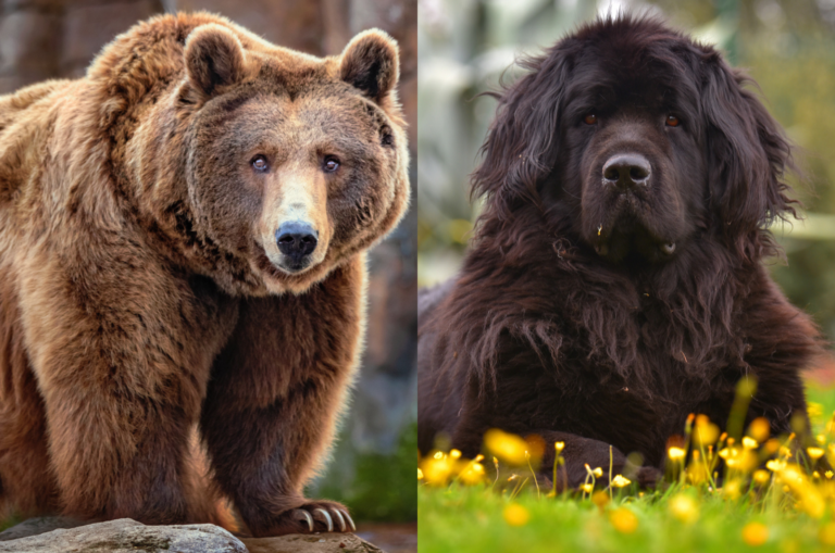brown bear and newfoundland dog
