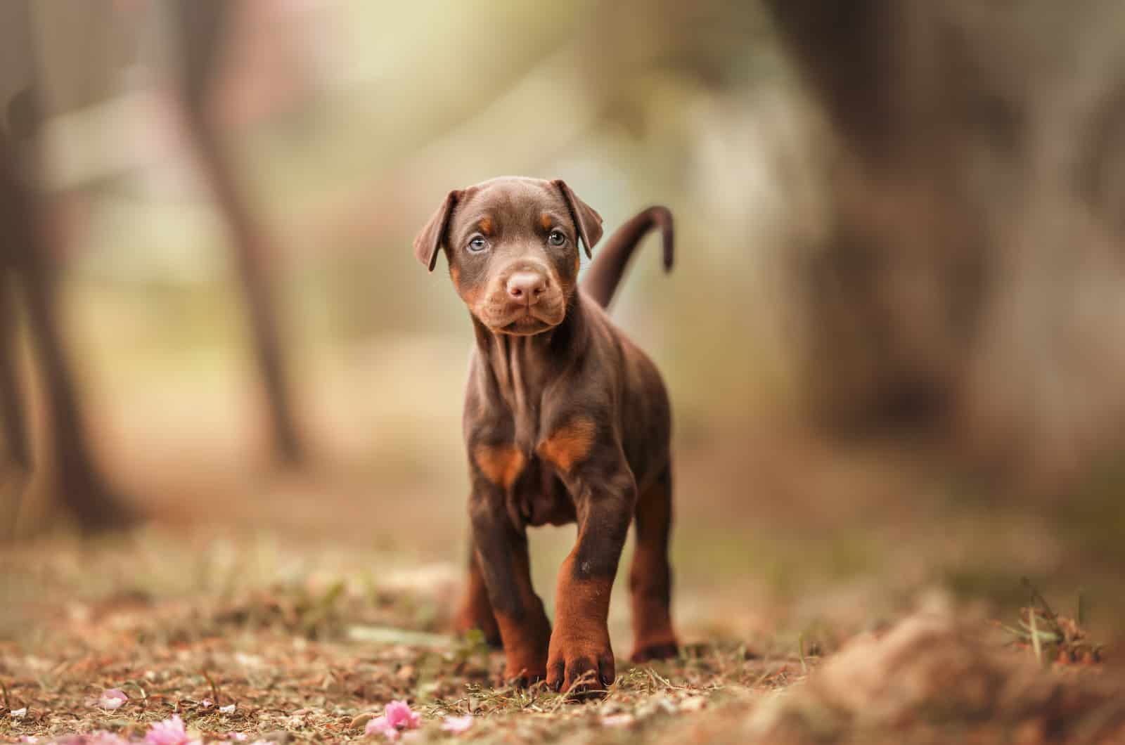 Doberman puppy standing in the park