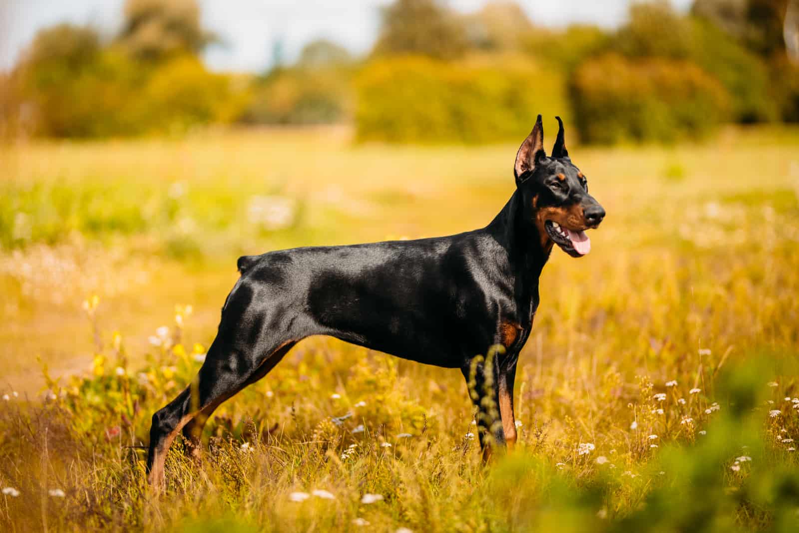 Doberman standing in field looking into distance