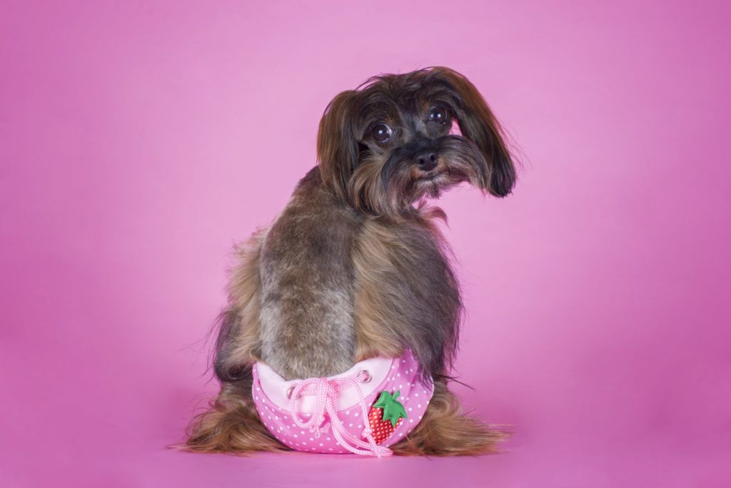 Dog Breed the Petersburg orchid in his underpants on a pink background