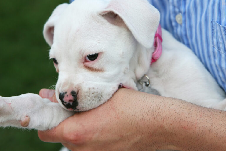 cute little puppy nibbles hand