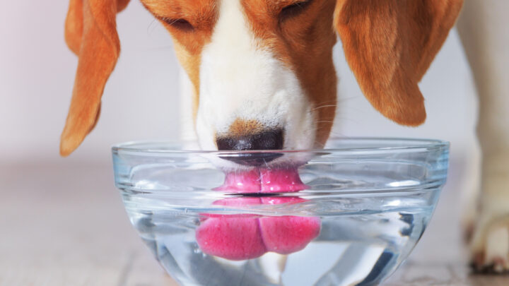 Dog Coughs After Drinking Water: Here Are 6 Reasons Why