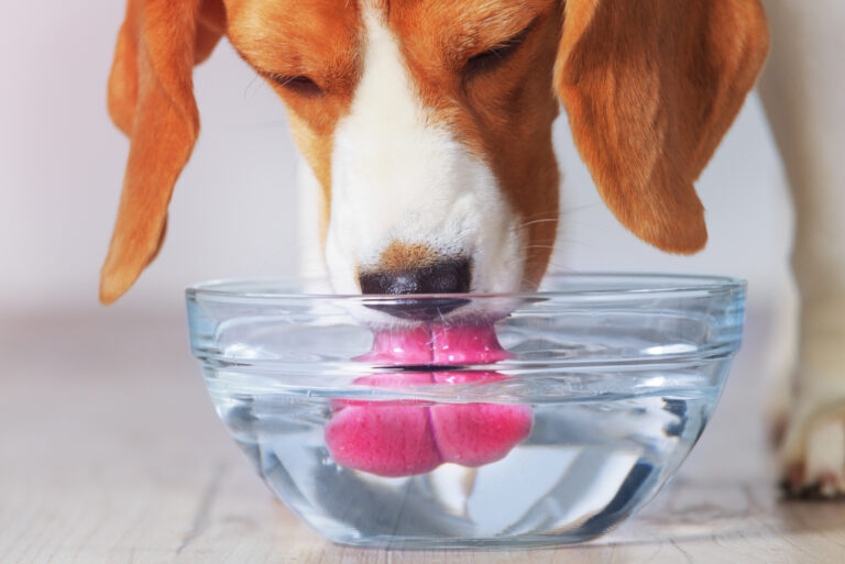 dog drinking water