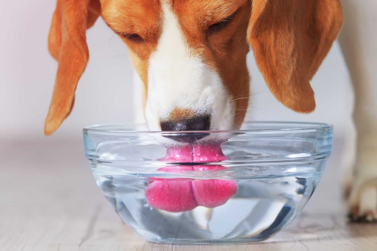 Dog Coughs After Drinking Water: Here Are 6 Reasons Why