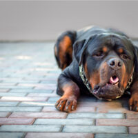rottweiler dry heaving