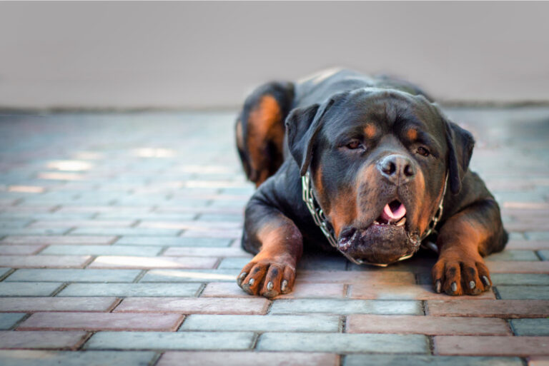 rottweiler dry heaving
