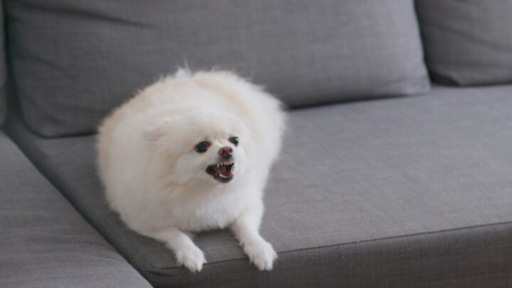 Dog Suddenly Scared Of Something In House: 9 Common Reasons