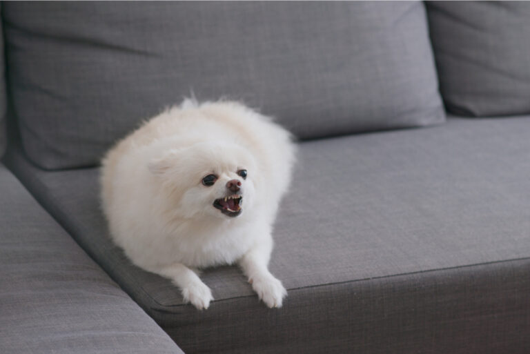 White pomeranian dog bark on sofa
