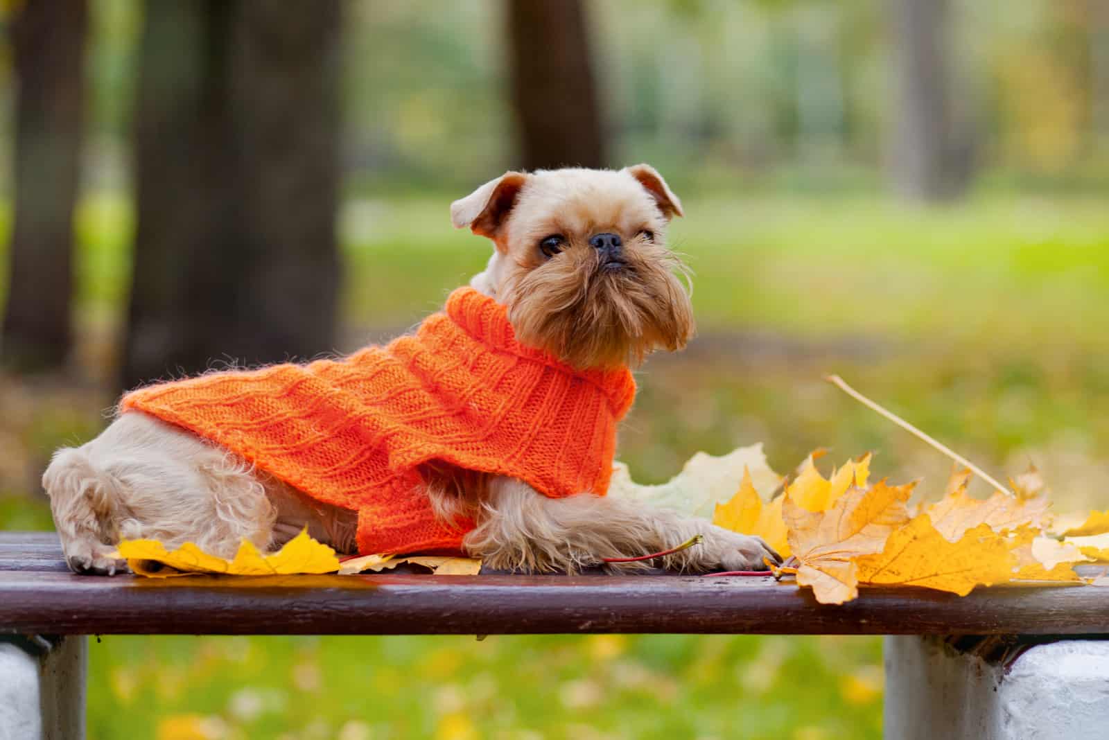 Dog of breed the Brussels griffon sits in a park in autumn