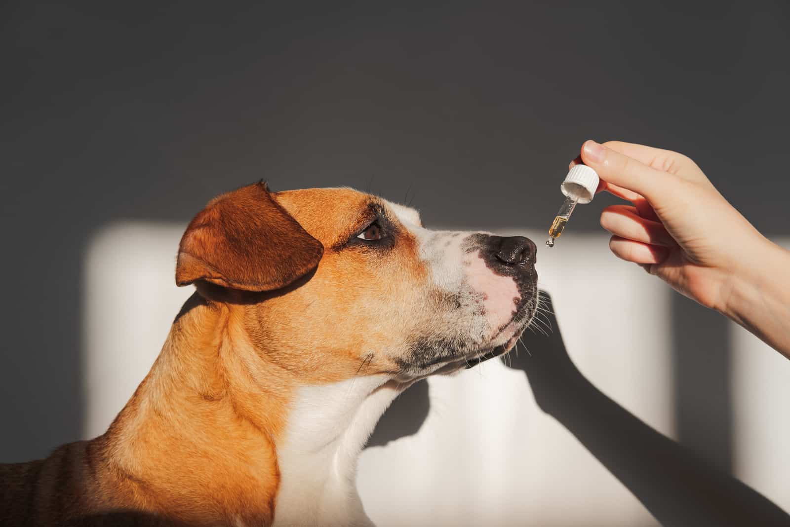 How To Sedate A Dog For Nail Clipping: 6 Useful Tips