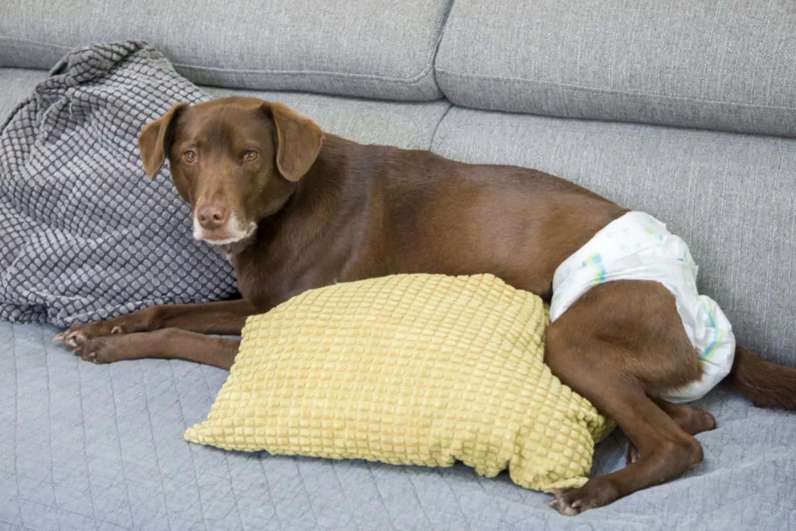 Dog with special needs wearing a diaper lying down on a couch at home
