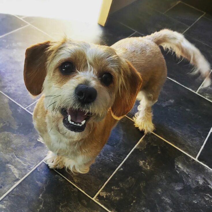 19 Bichon Frise Mixes How Cute Can These Mixed Dogs Get