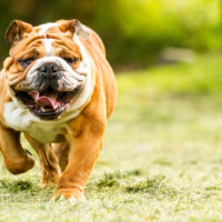 english bulldog running