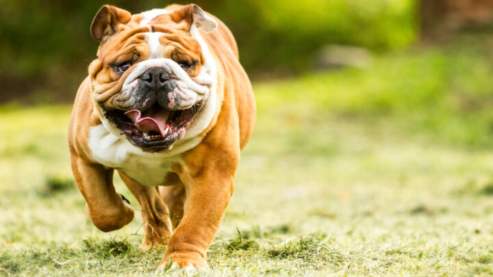English Bulldog Breeders In The UK: PupVine’s Best 5 Picks!