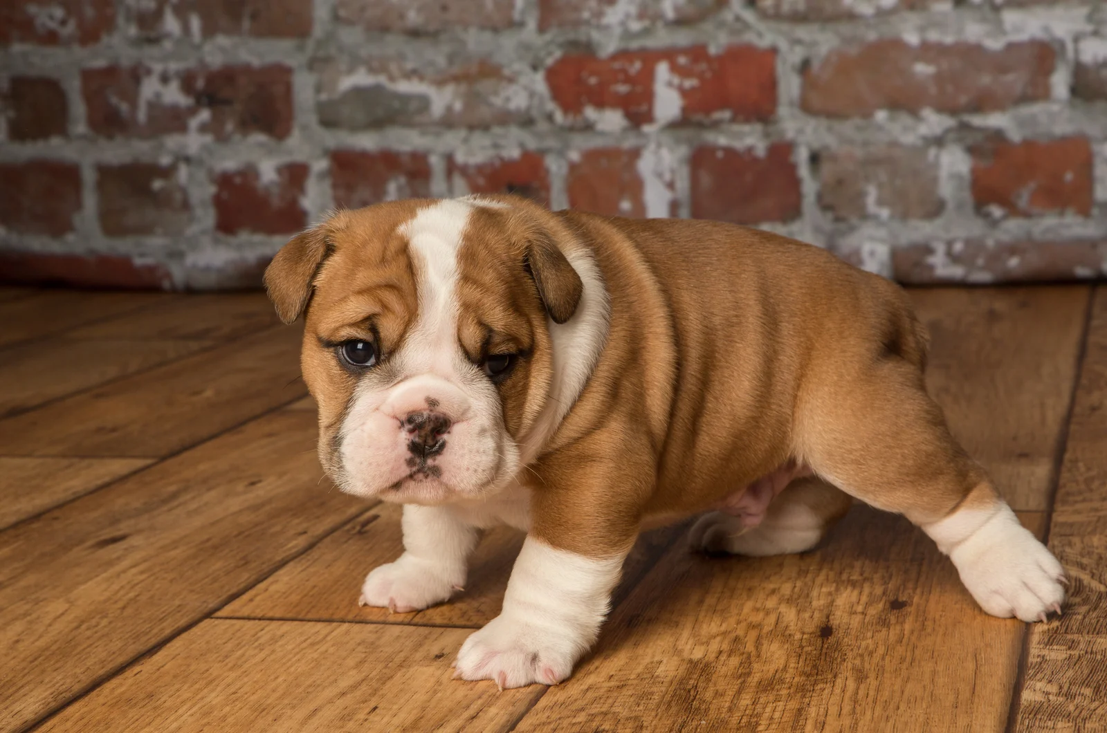 English Bulldog puppy stands on a wooden base