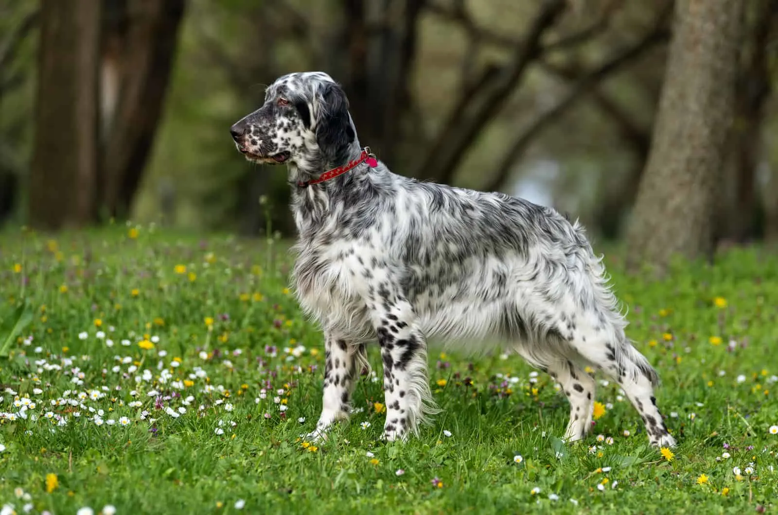 English Setter dog is standing in a beautiful spring flowering meadow 