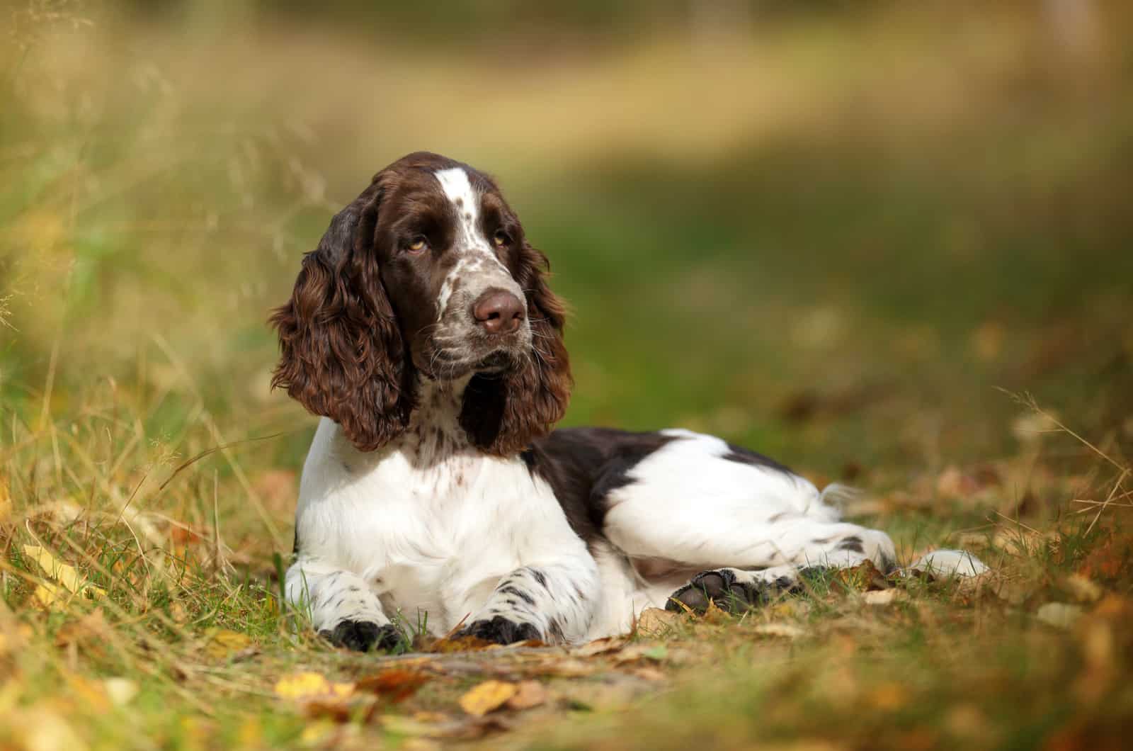 English Springer Spaniel sitting in the grass