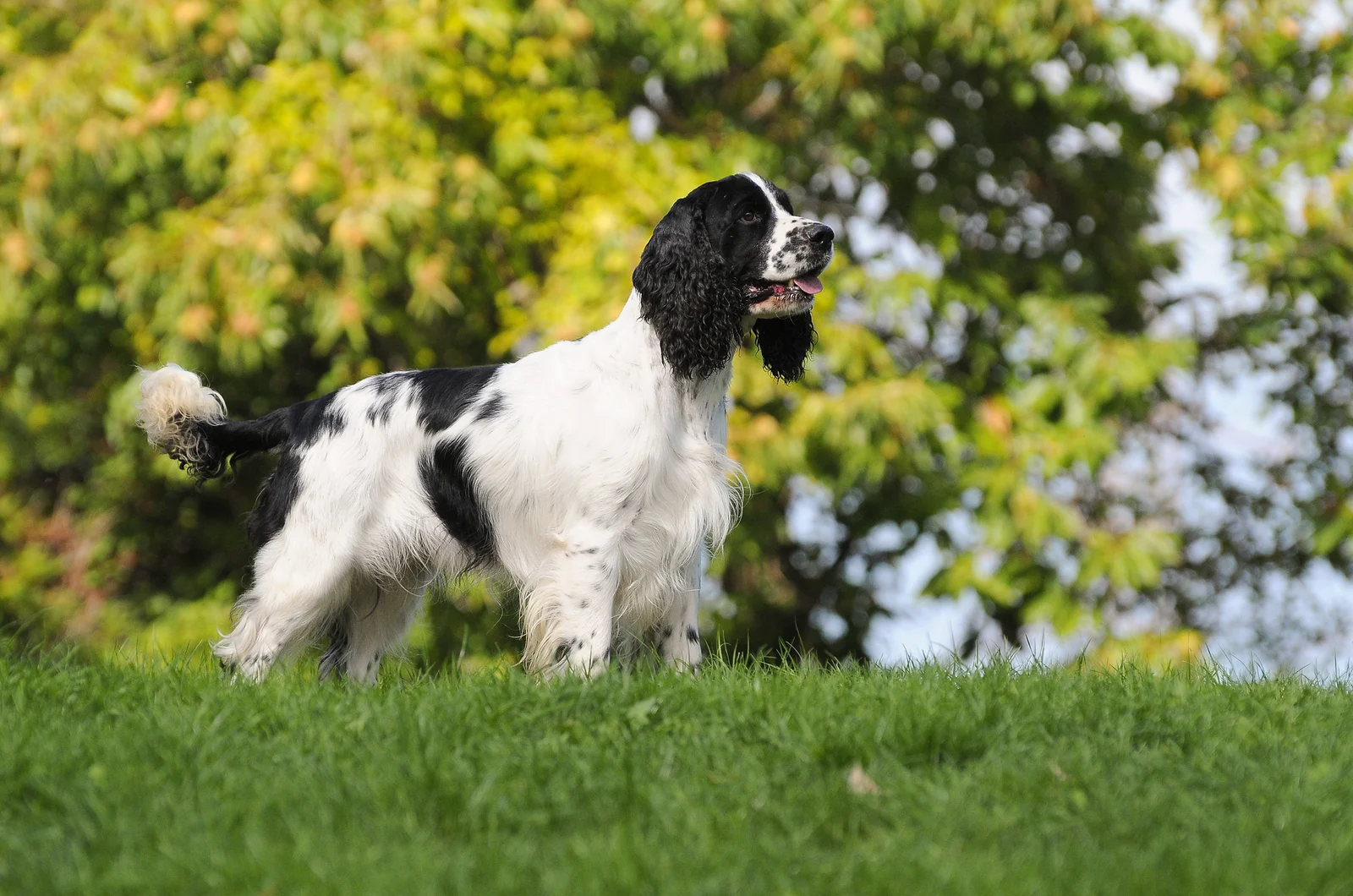 English Springer Spaniels stand sideways and look ahead