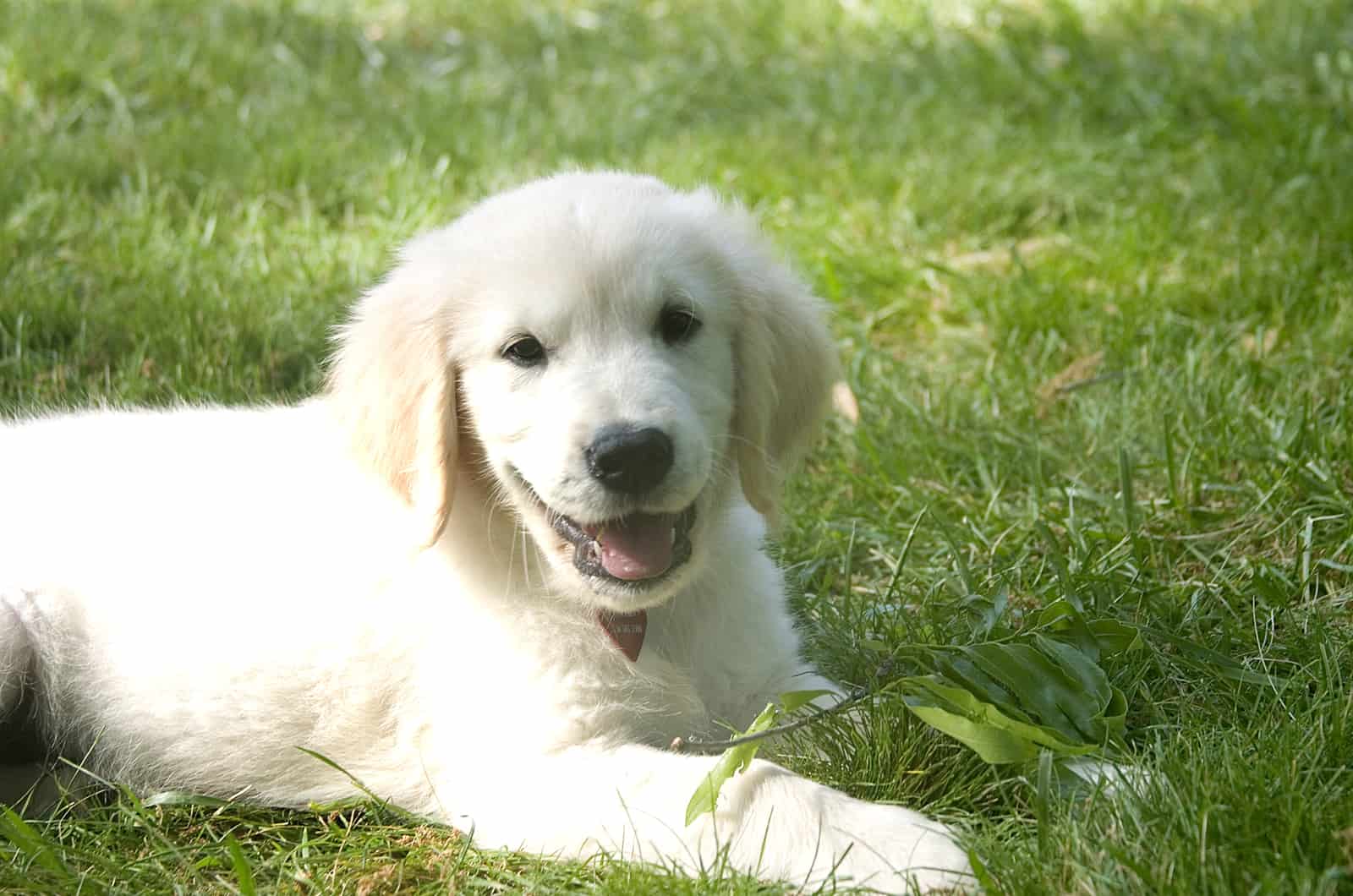 English cream Golden Retrievers