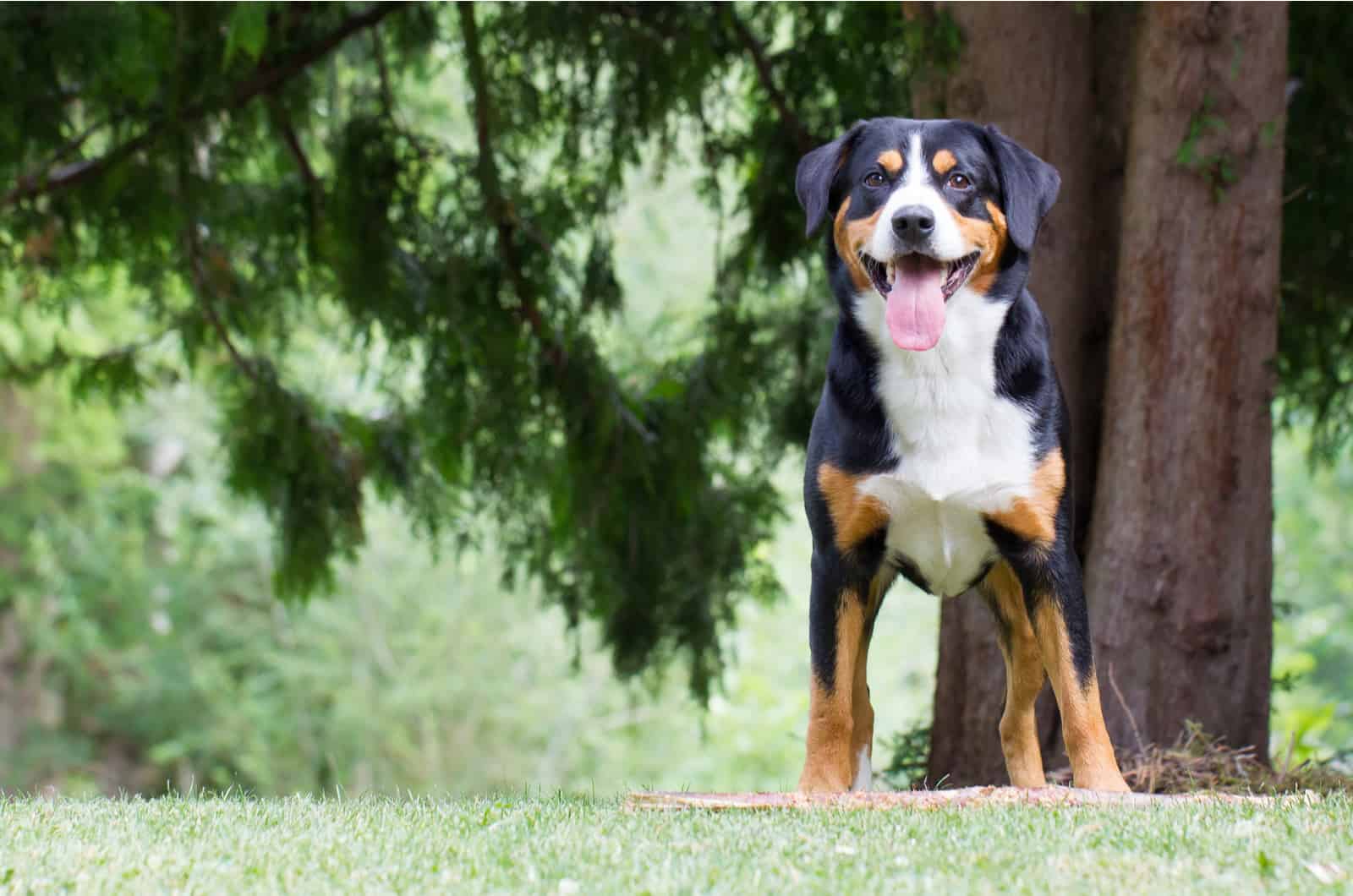 Entlebucher Mountain puppy stands and looks in front of him